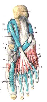 
  Рис. 165. Синовиальные влагалища сухожилий (vaginae syn-
  oviales tendinum). Стопа правая. Подошвенная сторона. I-пяточный бугор; 2-общее 
  синовиальное влагалище сухожилий малоберцовых мышц; 3-длинная подошвенная связка; 
  4-синови-альное влагалище сухожилия длинной малоберцовой мышцы; 5-мышца-короткий 
  сгибатель мизинца стопы; 6-подошвенные межкостные мышцы; 7-синовиальные влагалища 
  сухожилий пальцев; 8-мышца, отводящая мизинец стопы; 9-фиброзное влагалища сухожилий 
  пальцев стопы; 10-мышца, отводящая большой палец стопы; 11-червеобразные мышцы; 
  12-сухожилие мышцы-длинного сгибателя большого пальца стопы (оттянуго в медиальную 
  сторону); 13-сухожилие мышцы-длинного сгибателя пальцев; 14-синовиальное влагалище 
  сухожилий длинного сгибателя пальцев; 15-синовиальное влагалище задней больше-берцовой 
  мышцы; 16-синовиальное влагалище сухожилия длинного сгибателя пальца стопы.
  Fig. 165. Синовиальные влагалища сухожилий (vaginae synoviales
  tendinum). Стопа правая. Подошвенная сторона. 1 -tuber calcanei; 2-vagina communis 
  synovialis tendinum musculorum peroneorum; 3-lig. plantare longum; 4-vagina 
  plantaris synovialis mus-culi peronei longi; 5-m. flexor digiti minimi brevis 
  pedis; 6-mm. inlerossei plentares; 7-vaginae synoviales tendinum digitorum pedis; 
  8-m. abductor digiti minimi; 9-vaginae fibrosae digitorum pedis; 10-m.abductor 
  hallucis; 11-mm. lumbricales; 12-tendo m.flexoris hallucis lonjji (oiTHiiyra 
  в медиальную сторону); l3-len<lo in. ttexoris digilo-rum longus; 14-vagina 
  synovialis tendinum m.ilexoris digitorum longi; 15-vagina synovialis m.tibialis 
  posterioris; 16-vagina synovialis tendinis m.tlexoris hallucis longi.
  Fig. 165. Synovial sheaths of tendons. Right foot. Plantar
  aspect.
  1-calcaneal tuberosity; 2-com-mon synovial tendinous sheath of peronei; 3-long 
  plantar iiga-menti; 4- plantar synovial tendinous sheath of peroneus longus; 
  5-flexor digiti minimi; 6-plantar interossei; 7-synovial tendinous sheaths of 
  toes; 8-abductor digiti minimi; 9-fibrous sheaths of toes; 10-abductor hallucis; 
  11-lumbricals; 12-tendon of flexor 1 о hallucis longus (reflected in to medial 
  side); 13-tendon of flexor digitorum longus; 14-synovial tendinous sheath of 
  flexor digitorum longus; 15-synovial tendinous sheath of tibialis posterior; 
  16-synovial tendinous sheath of flexor hallucis longus.
  